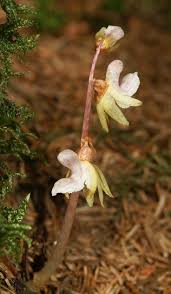 Attēlu rezultāti vaicājumam “Epipogium aphyllum flower”