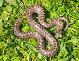 Attēlu rezultāti vaicājumam “Coronella austriaca”