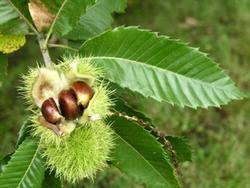 Attēlu rezultāti vaicājumam “Castanea sativa  leaf”