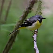 Attēlu rezultāti vaicājumam “Motacilla cinerea”