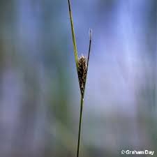 Attēlu rezultāti vaicājumam “Carex lasiocarpa fruit”