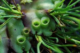 Attēlu rezultāti vaicājumam “Philonotis marchica macro”