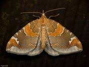 Attēlu rezultāti vaicājumam “Eulithis pyropata”