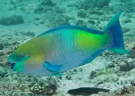 Image result for Scarus ferrugineus