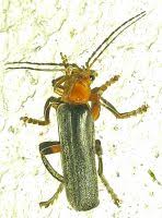 Attēlu rezultāti vaicājumam “Cantharis livida”