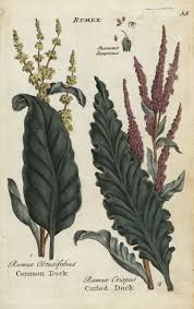 Attēlu rezultāti vaicājumam “Rumex obtusifolius”
