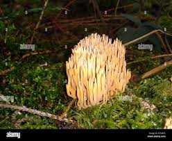 Attēlu rezultāti vaicājumam “Clavicorona pyxidata”