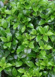 Attēlu rezultāti vaicājumam “Ilex x meserveae”