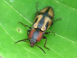 Attēlu rezultāti vaicājumam “Selatosomus cruciatus”