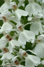 Attēlu rezultāti vaicājumam “Dactylorhiza maculata leaf”
