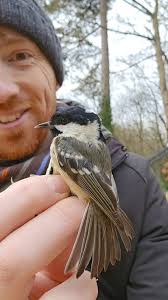 Attēlu rezultāti vaicājumam “Periparus ater adult”