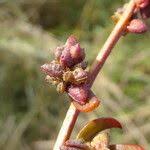 Attēlu rezultāti vaicājumam “Atriplex patula fruit”