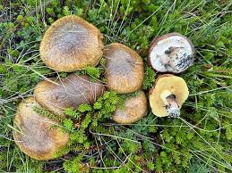 Attēlu rezultāti vaicājumam “Suillus luteus”