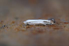 Attēlu rezultāti vaicājumam “Lyonetia clerkella”