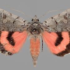 Attēlu rezultāti vaicājumam “Catocala pacta”