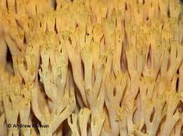 Attēlu rezultāti vaicājumam “Ramaria flava”