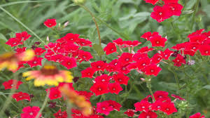 Image result for Phlox drummondii