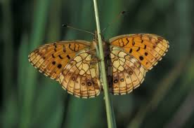 Attēlu rezultāti vaicājumam “Brenthis ino”