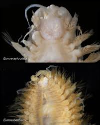 Attēlu rezultāti vaicājumam “Polypogon tentacularius”