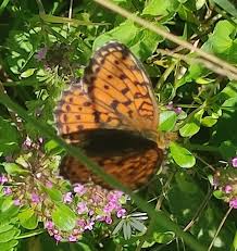 Attēlu rezultāti vaicājumam “Brenthis ino”