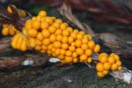 Attēlu rezultāti vaicājumam “Leocarpus fragilis stalked”