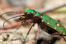 Attēlu rezultāti vaicājumam “Cicindela campestris imago”