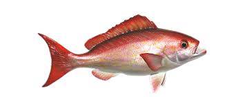 Image result for Rhomboplites aurorubens