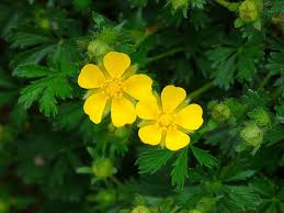 Attēlu rezultāti vaicājumam “Potentilla reptans flower”