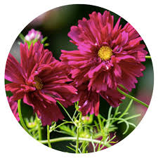 Image result for Cosmos bipinnatus `Double Click`