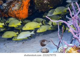 Image result for Haemulon sciurus