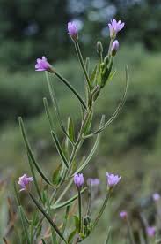 Attēlu rezultāti vaicājumam “Epilobium parviflorum”