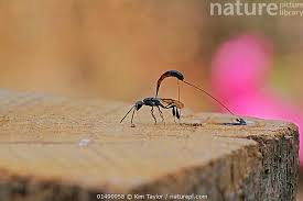 Attēlu rezultāti vaicājumam “Gasteruption jaculator”