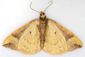 Attēlu rezultāti vaicājumam “Eulithis populata”