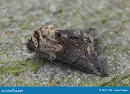 Attēlu rezultāti vaicājumam “Abrostola triplasia”