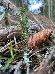 Attēlu rezultāti vaicājumam “Strobilurus esculentus”