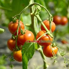 Afbeeldingsresultaat voor black elephant tomato