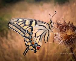 Attēlu rezultāti vaicājumam “Papilio machaon upperside”