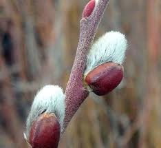 Attēlu rezultāti vaicājumam “Salix daphnoides subsp. acutifolia bud”
