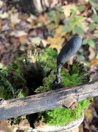 Attēlu rezultāti vaicājumam “Xylaria polymorpha”