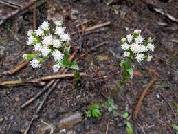 Attēlu rezultāti vaicājumam “Petasites spurius flower”
