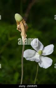 Attēlu rezultāti vaicājumam “Anemone sylvestris bud”