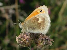 Attēlu rezultāti vaicājumam “Coenonympha pamphilus”