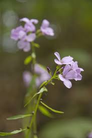 Attēlu rezultāti vaicājumam “Cardamine bulbifera”