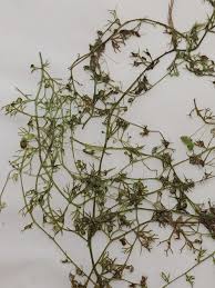 Attēlu rezultāti vaicājumam “Utricularia minor leaf”