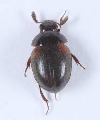 Attēlu rezultāti vaicājumam “Anisotoma humeralis”