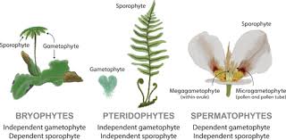 Attēlu rezultāti vaicājumam “sporophyte”