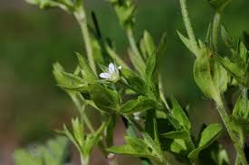 Attēlu rezultāti vaicājumam “Moehringia trinervia leaf”
