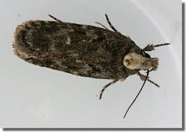 Attēlu rezultāti vaicājumam “Depressaria olerella imago”