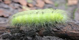 Attēlu rezultāti vaicājumam “Acronicta leporina”