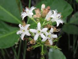 Attēlu rezultāti vaicājumam “Menyanthes trifoliata flower”